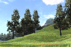 RollingHills&WildFlowers